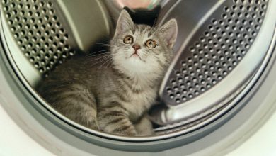 Photo of Простые способы починить стиральную машину